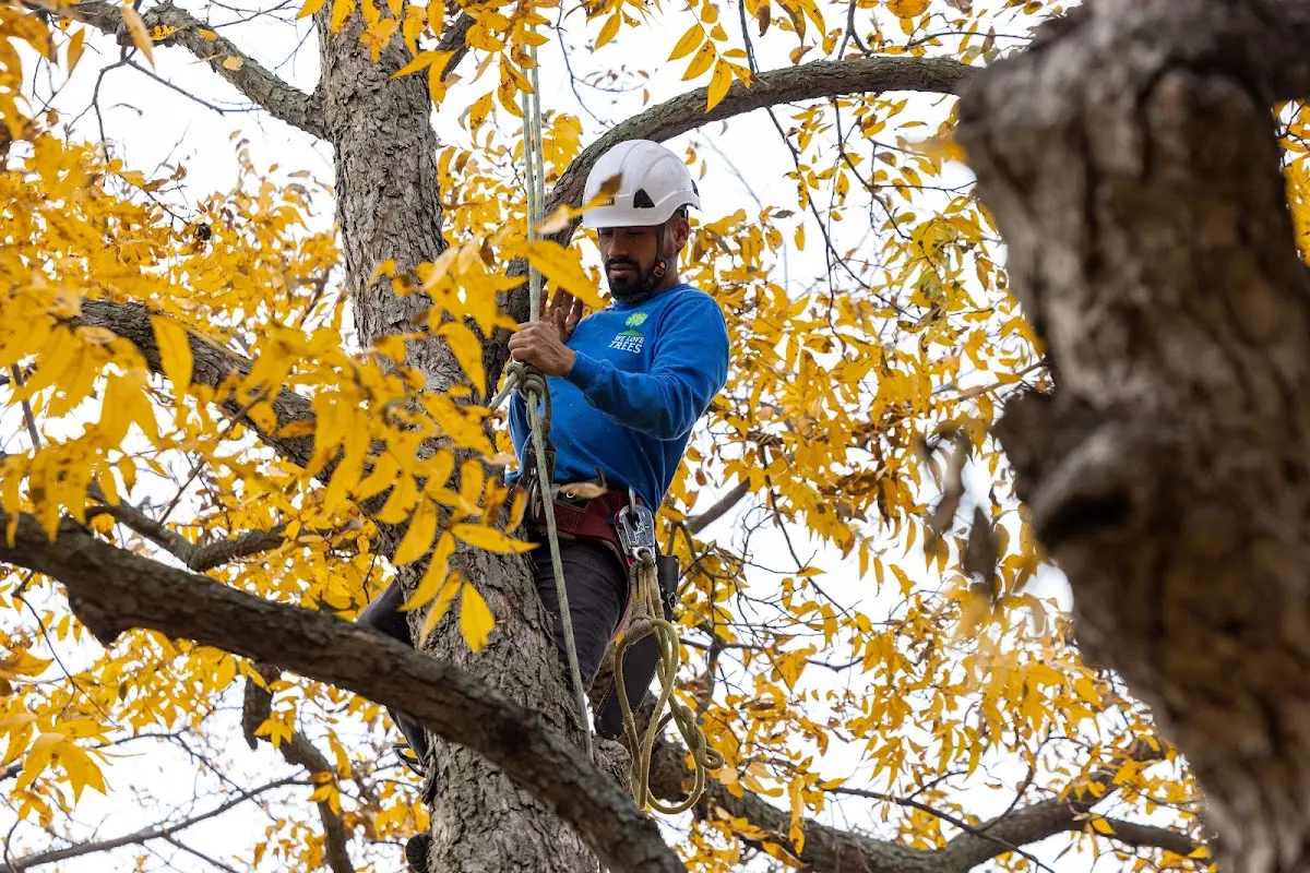 Skilled Tree Planting crew working in Jonesboro