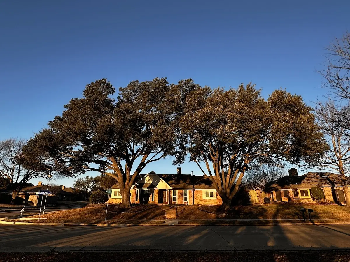 Established residential canopy tree shading a home in Jonesboro